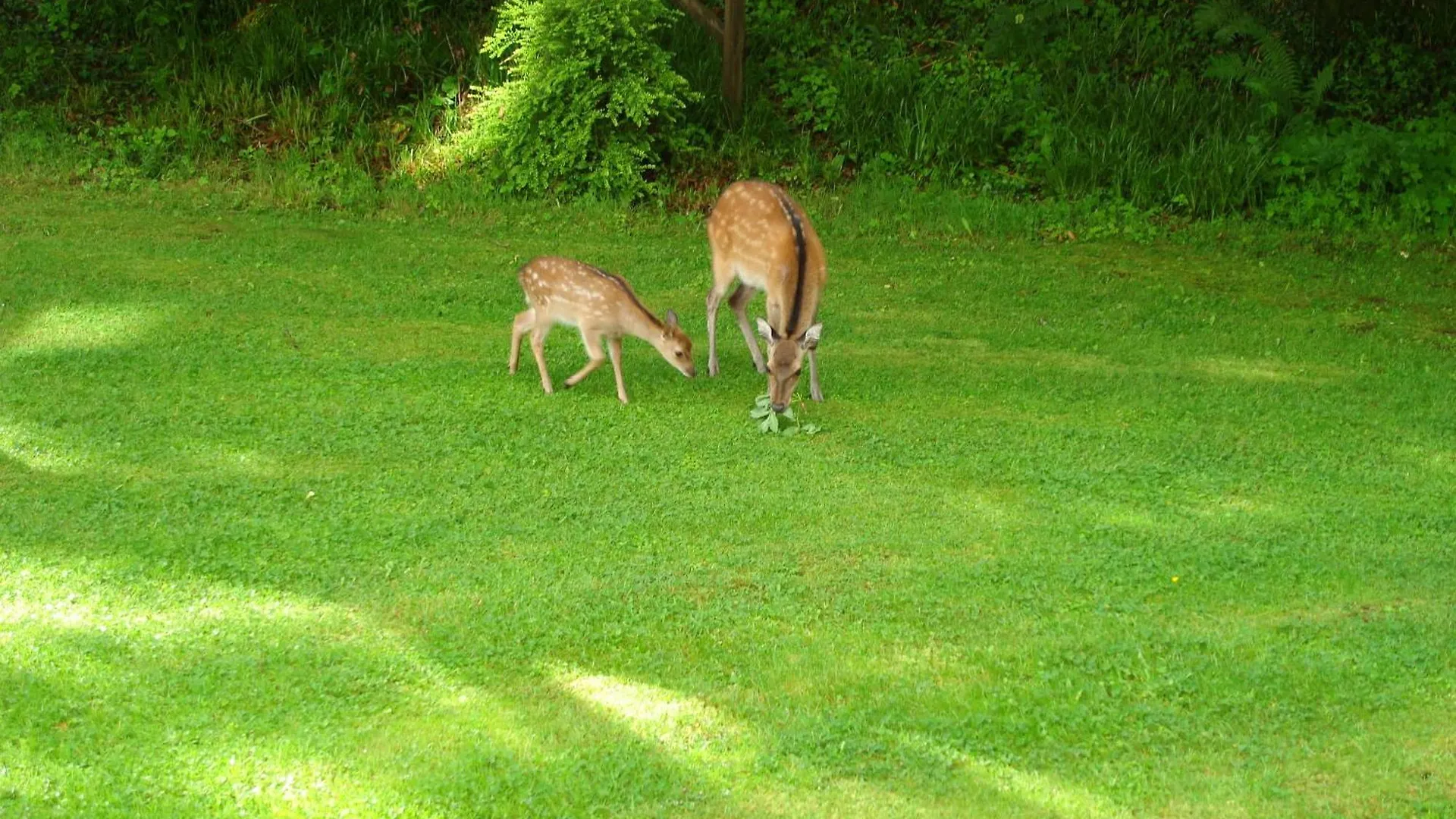Gleann Fia Country House Killarney Guest house